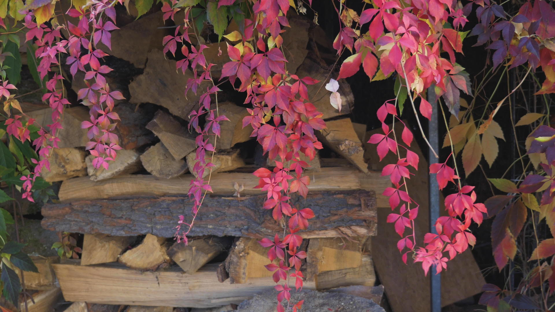 红秋秋挂在柴火原木附近视频的预览图