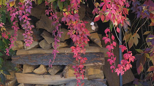 红秋秋挂在柴火原木附近视频的预览图