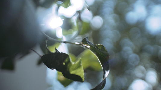 绿色植物的叶子在柔软的焦点下轻轻摇动视频的预览图
