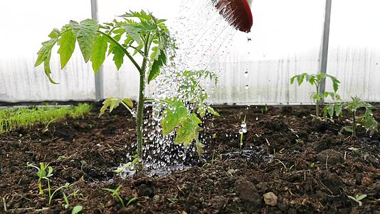番茄树苗在温室里视频的预览图