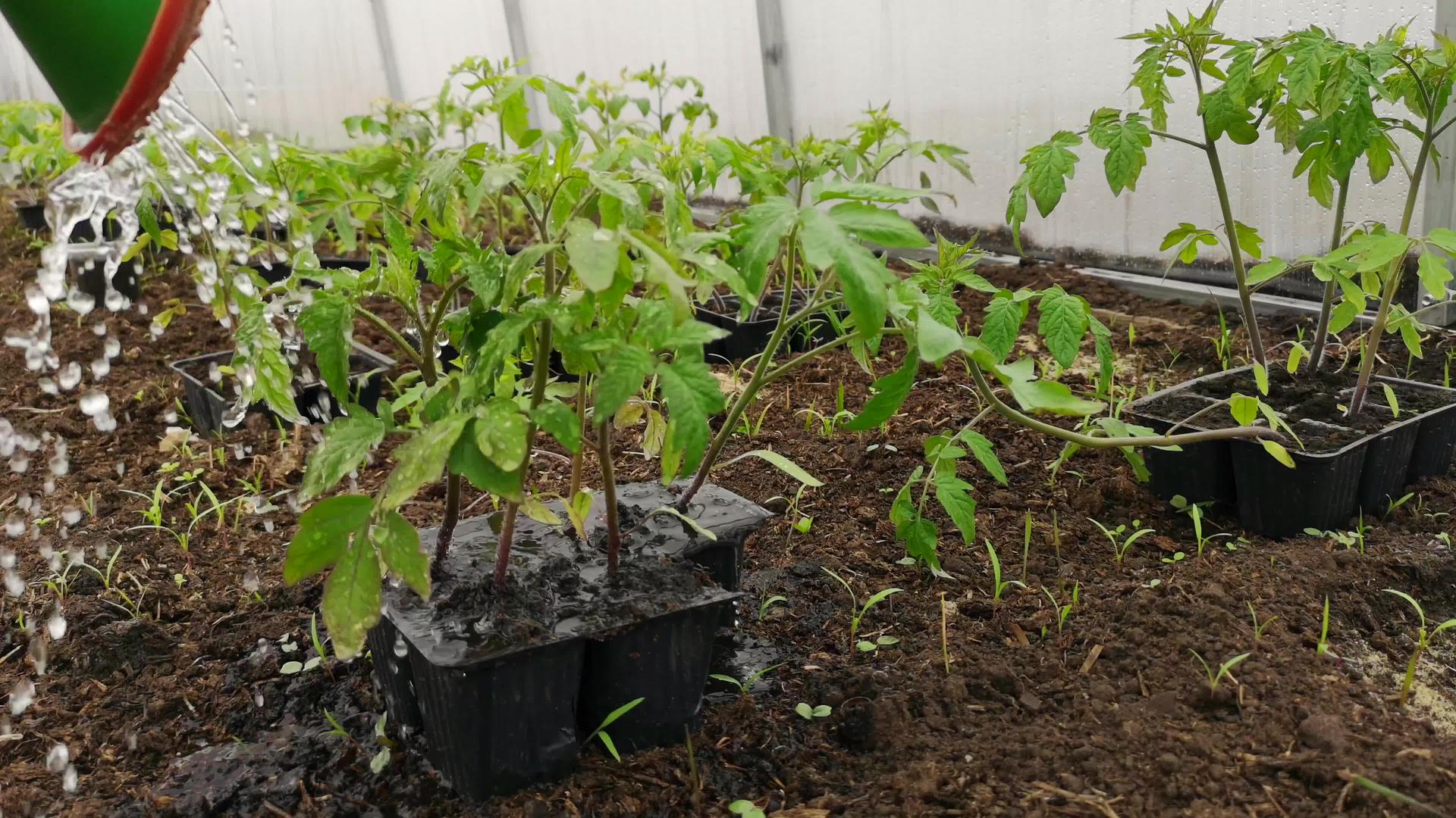 番茄树苗在温室里视频的预览图