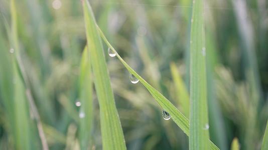 田间有水滴的稻叶视频的预览图