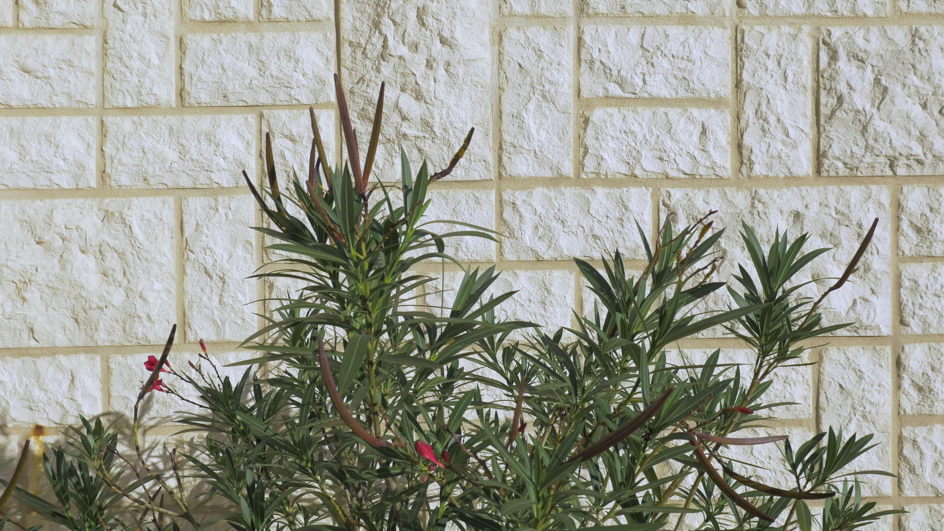 绿色户外植物靠近砖墙视频的预览图