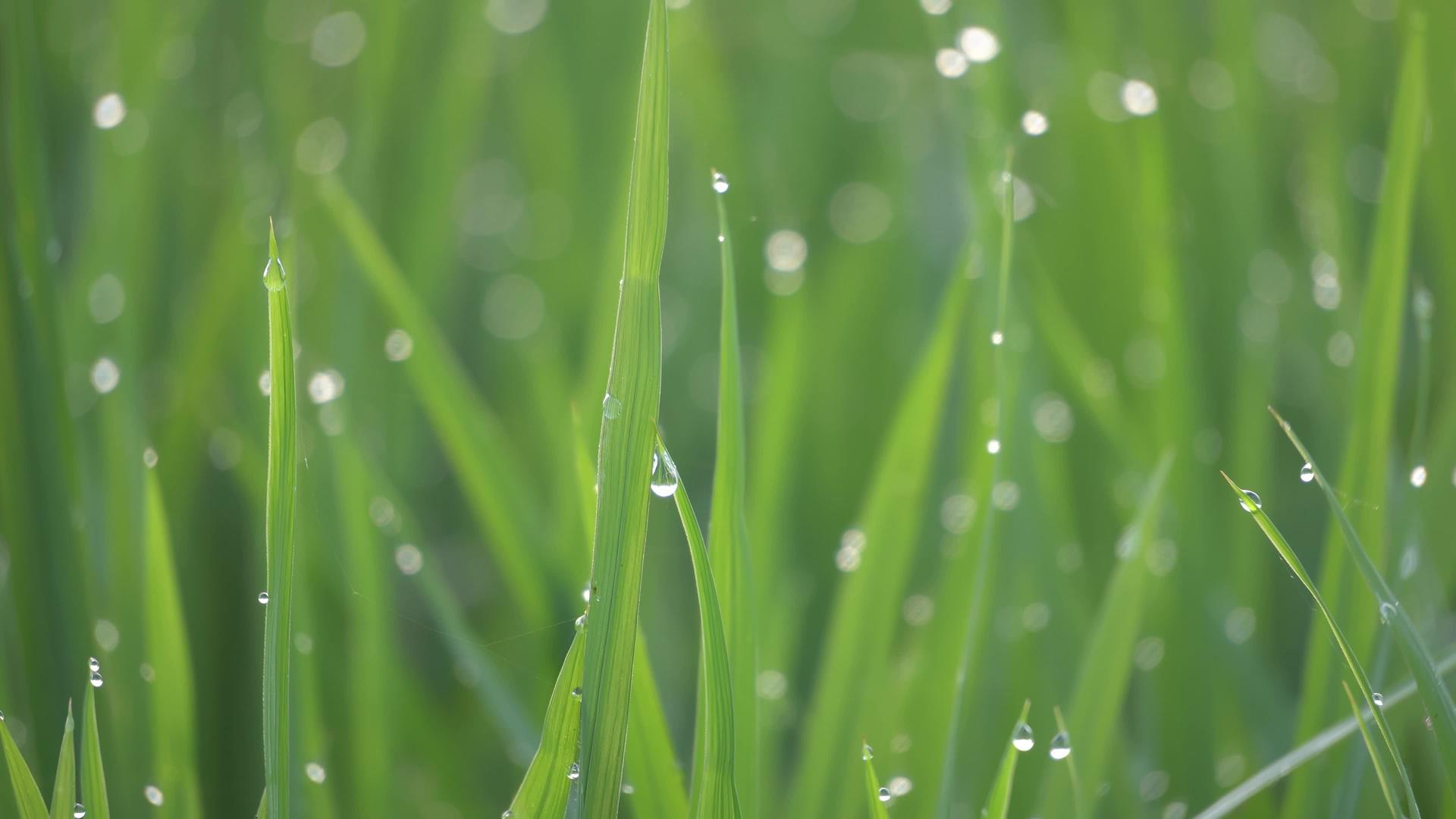 绿色稻田有选择性焦点滴水视频的预览图