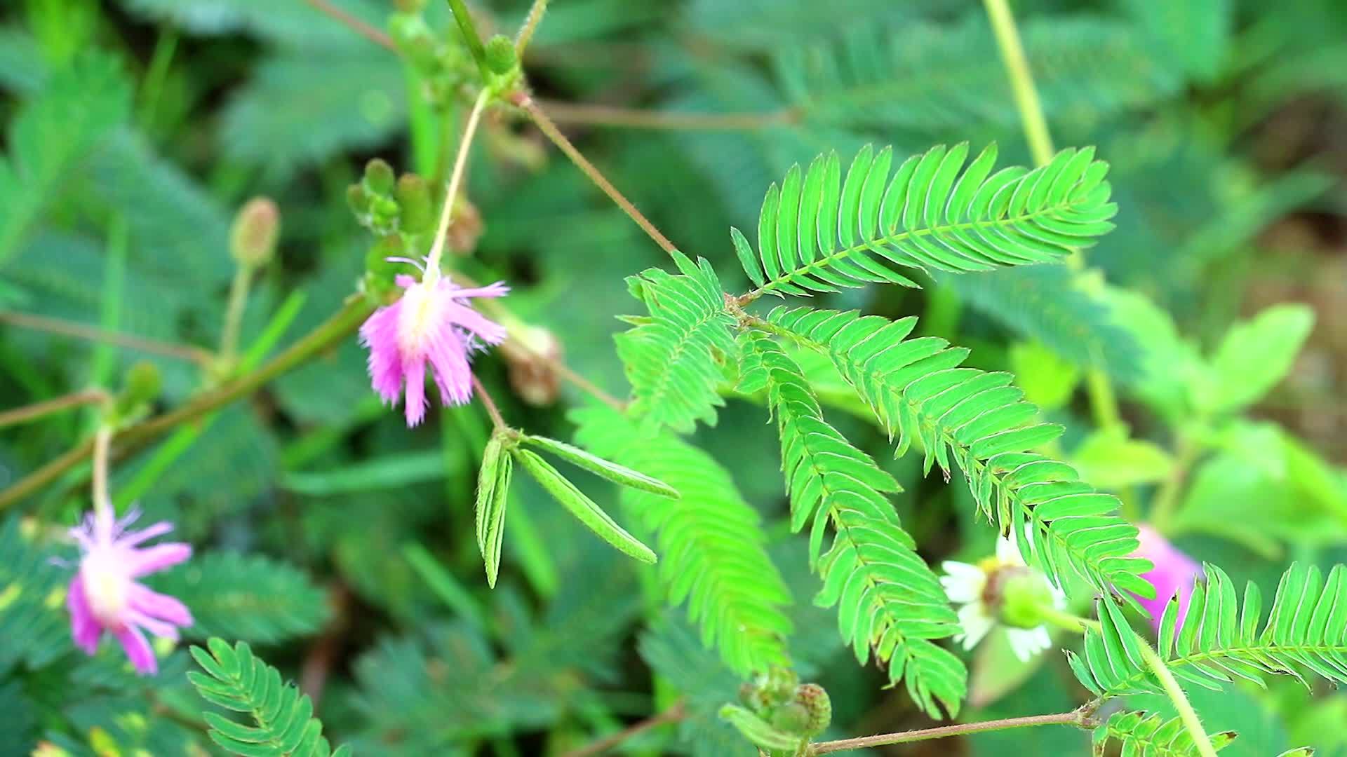 敏感植物或困倦植物在触摸时折叠叶子视频的预览图