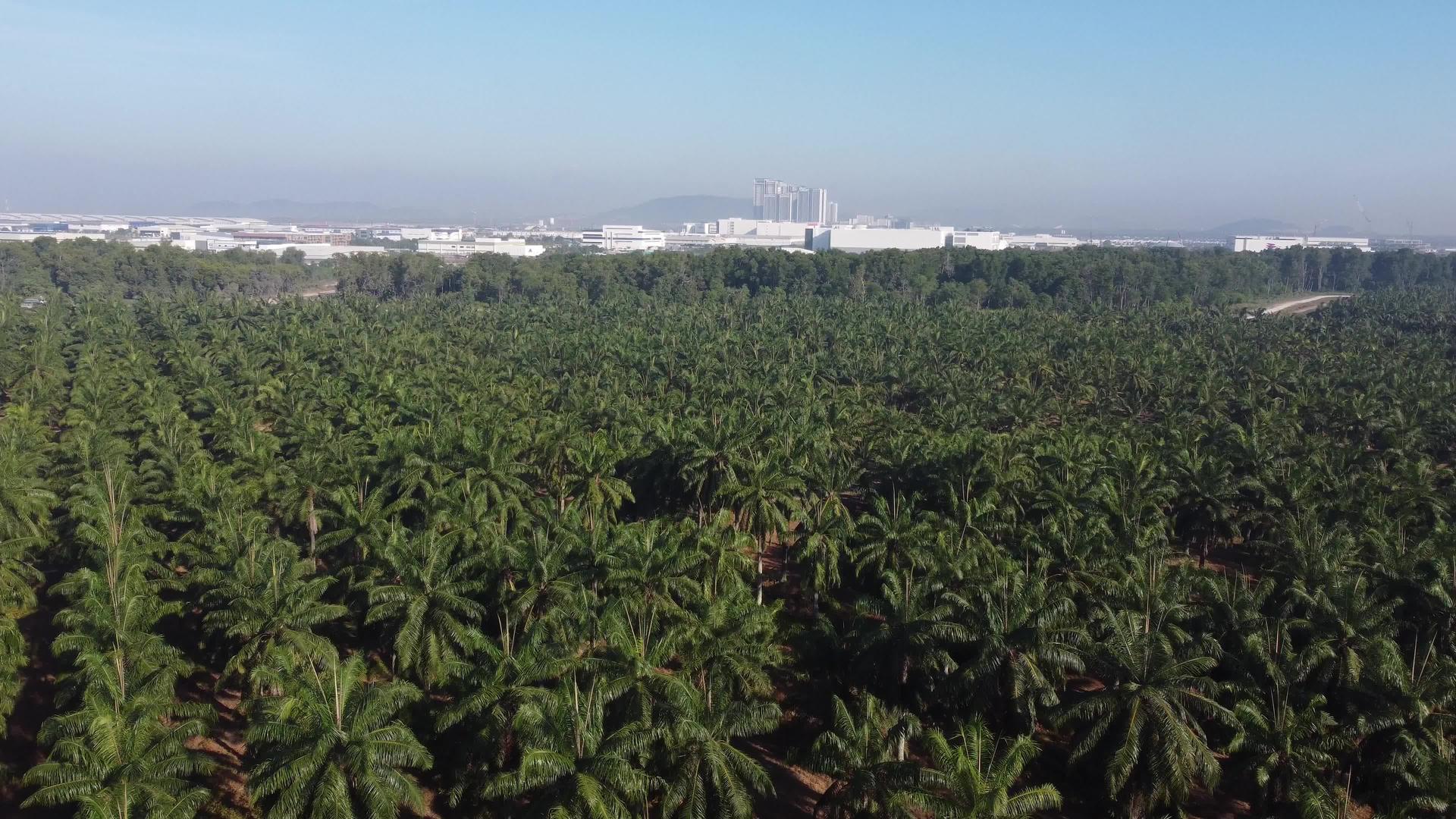 无人驾驶飞机在油棕榈种植园移动视频的预览图