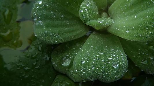 植物叶子上的水滴描述了绿色植物的叶子和干净的淡水视频的预览图