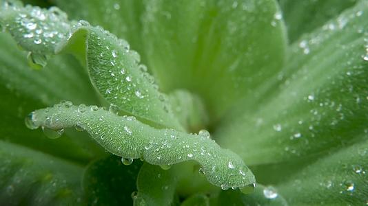 植物叶子上的水滴描述了绿色植物的叶子和干净的淡水视频的预览图