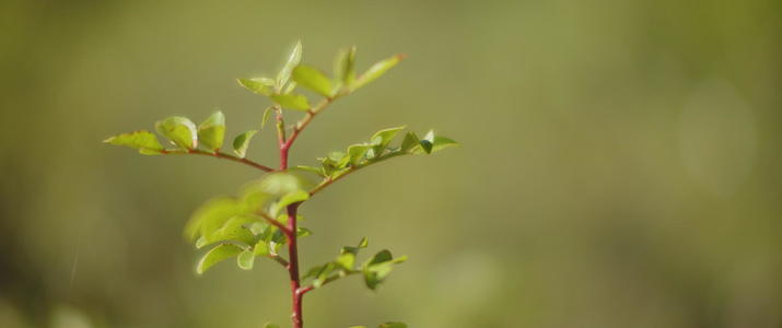 小植物的模糊背景视频的预览图