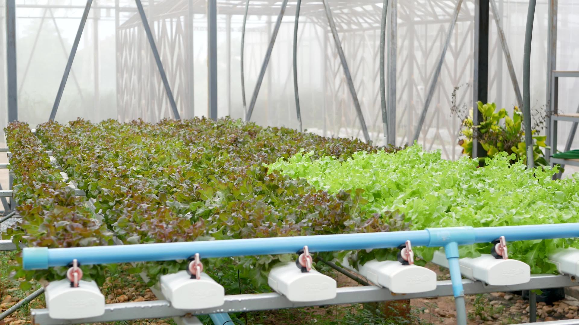 一排排新鲜多汁的植物生长在现代生态水培农场的花园床上视频的预览图