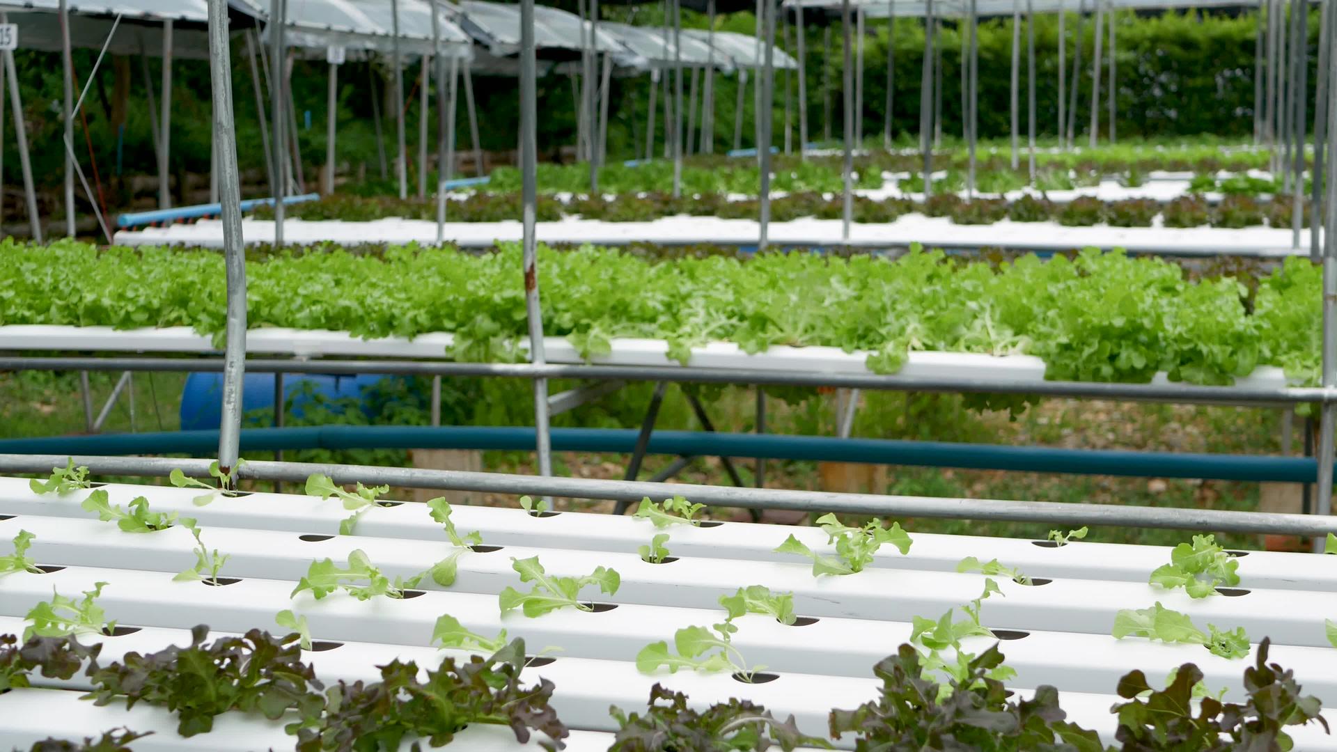 一排排新鲜多汁的植物生长在现代生态水培农场的花园床上视频的预览图