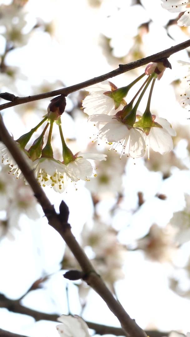 春天浪漫樱花盛开实拍素材视频的预览图