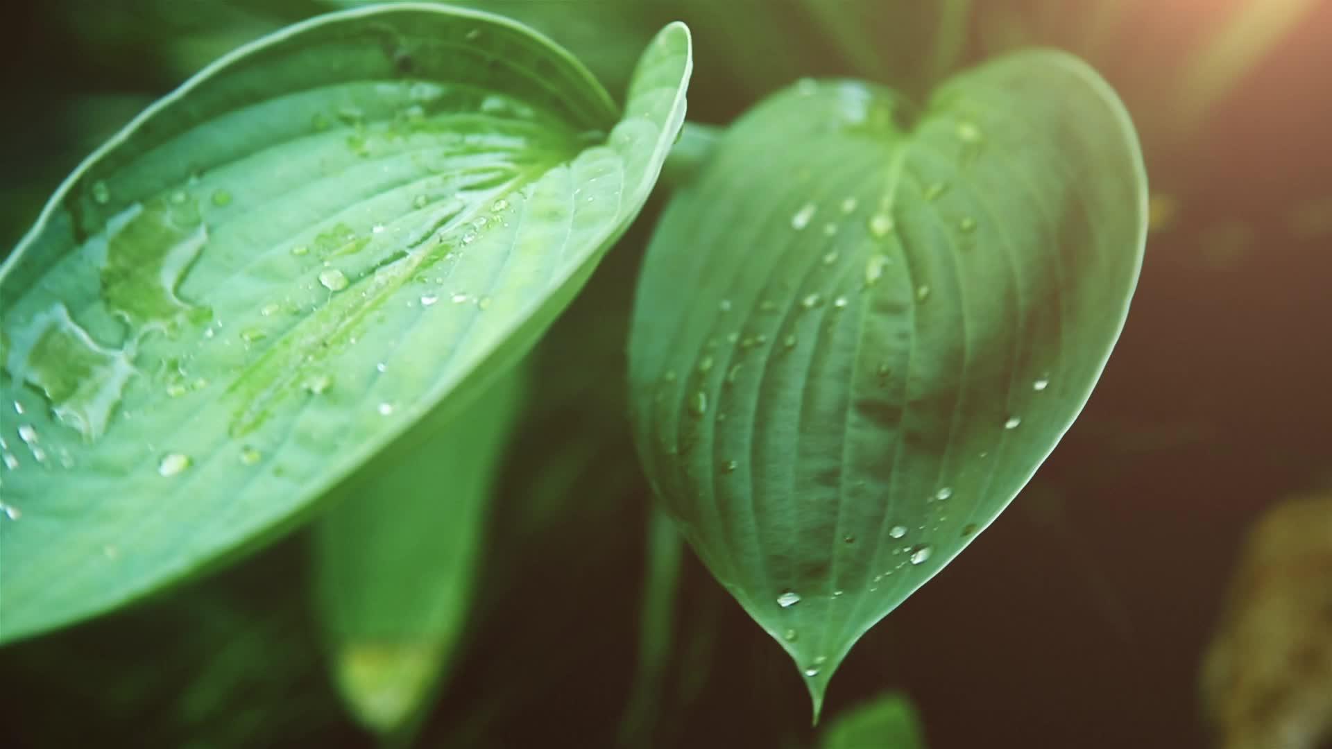 一滴透明的露水被贴在阳光明媚的绿色湿叶上视频的预览图