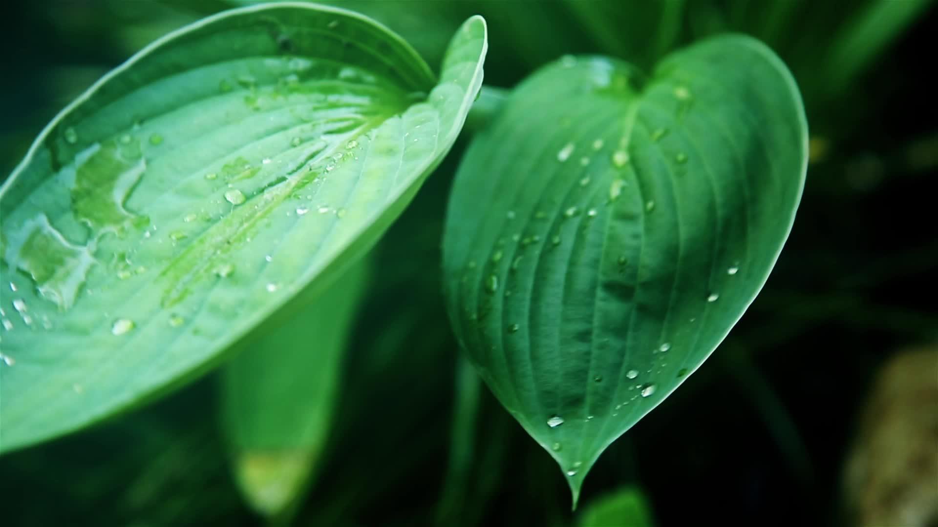 一滴透明的露水被贴在阳光明媚的绿色湿叶上视频的预览图