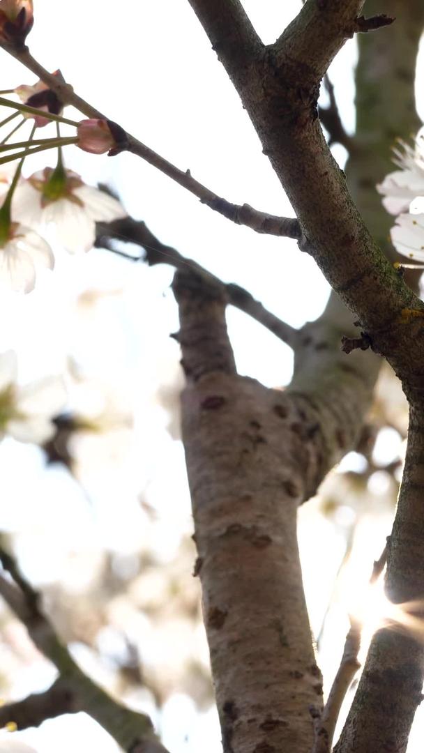 春天浪漫樱花盛开实拍素材视频的预览图
