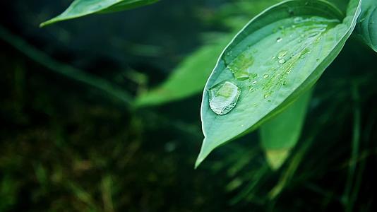 透明露水滴在绿色湿叶上显示视频的预览图