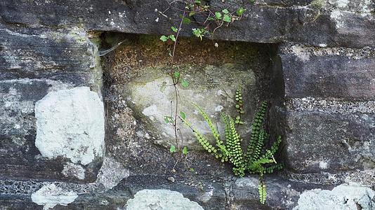 植物生长在摇晃的岩石上视频的预览图