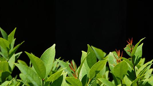 种植园中的绿色植物有绿色的叶子植物生长在黑色的背景下视频的预览图