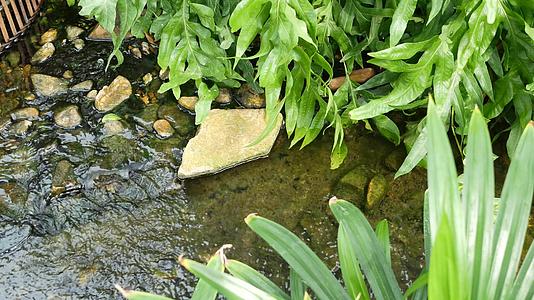 小溪附近生长着各种绿色热带植物白天在阳光明媚的花园里视频的预览图