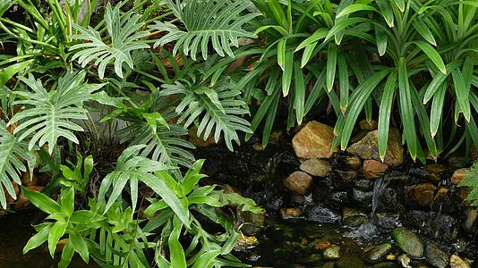 小溪附近生长着各种绿色热带植物白天在阳光明媚的花园里视频的预览图