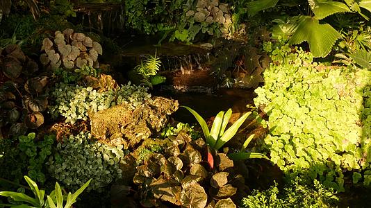 各种绿色热带植物带植物生长在阳光明媚的白天附近视频的预览图