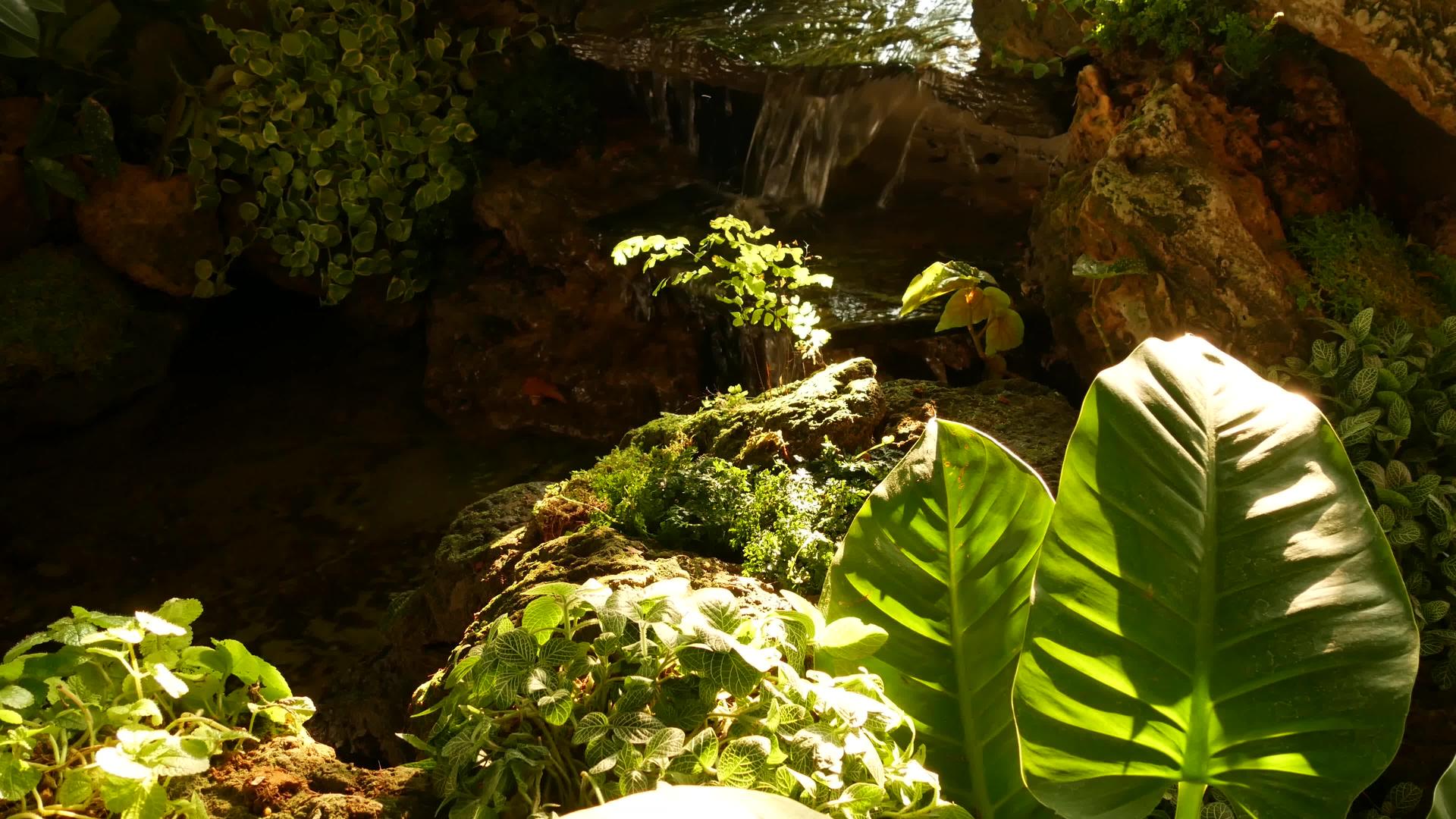 各种绿色热带植物带植物生长在阳光明媚的白天附近视频的预览图