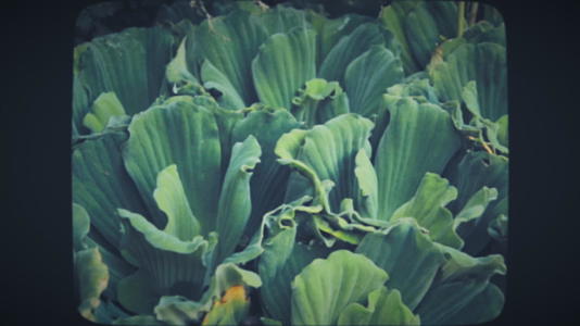 绿色植物叶子大视频的预览图