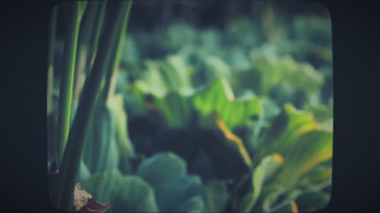 绿色植物叶子大视频的预览图