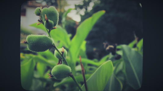 有花的绿色植物视频的预览图