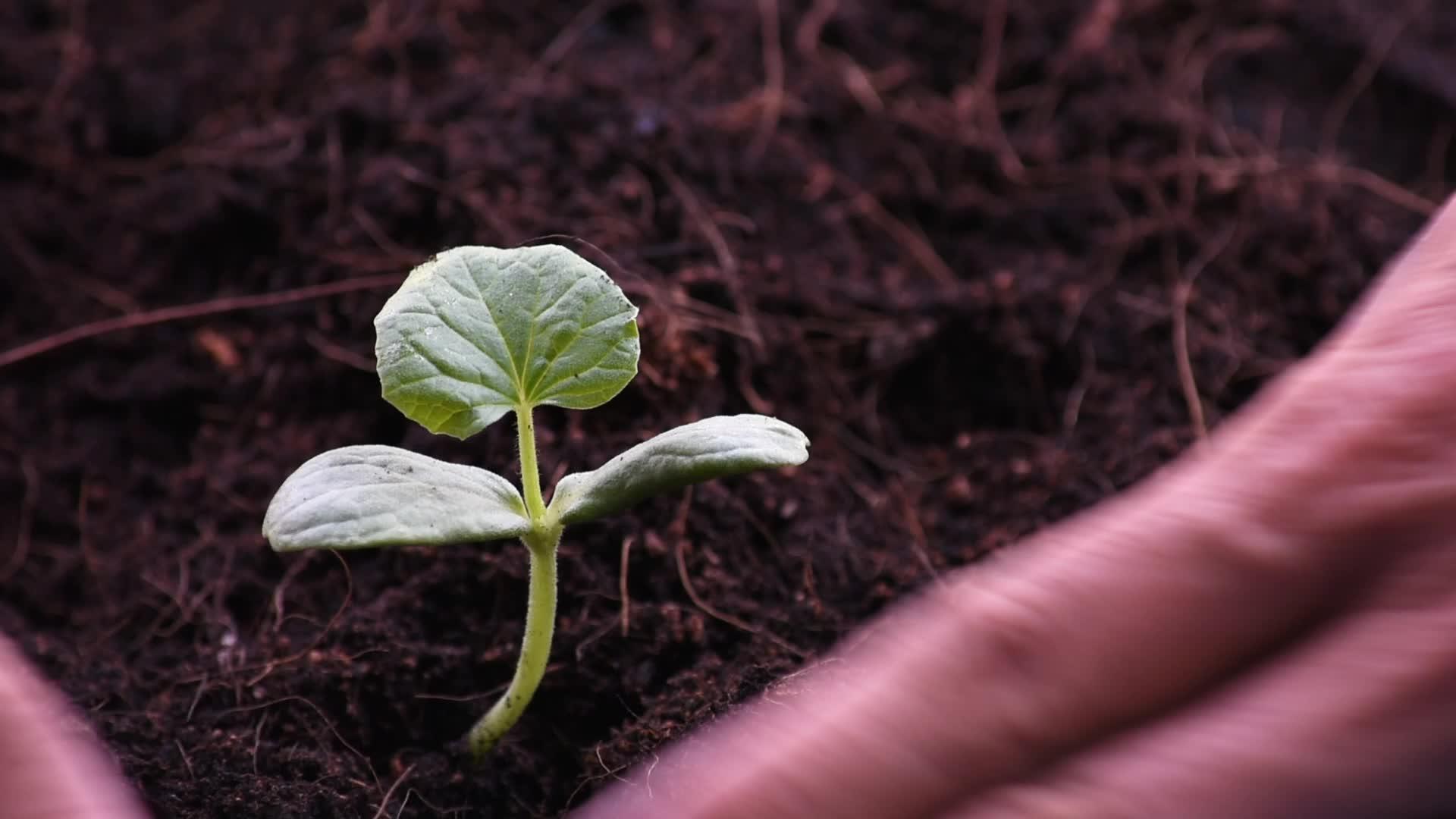 瓜苗从塑料袋中的地面种子中生长出来用手捡起土壤视频的预览图