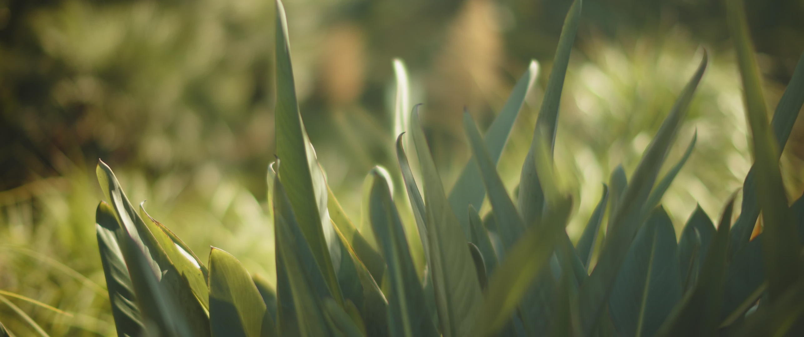 在有尖叶的植物上晒太阳视频的预览图