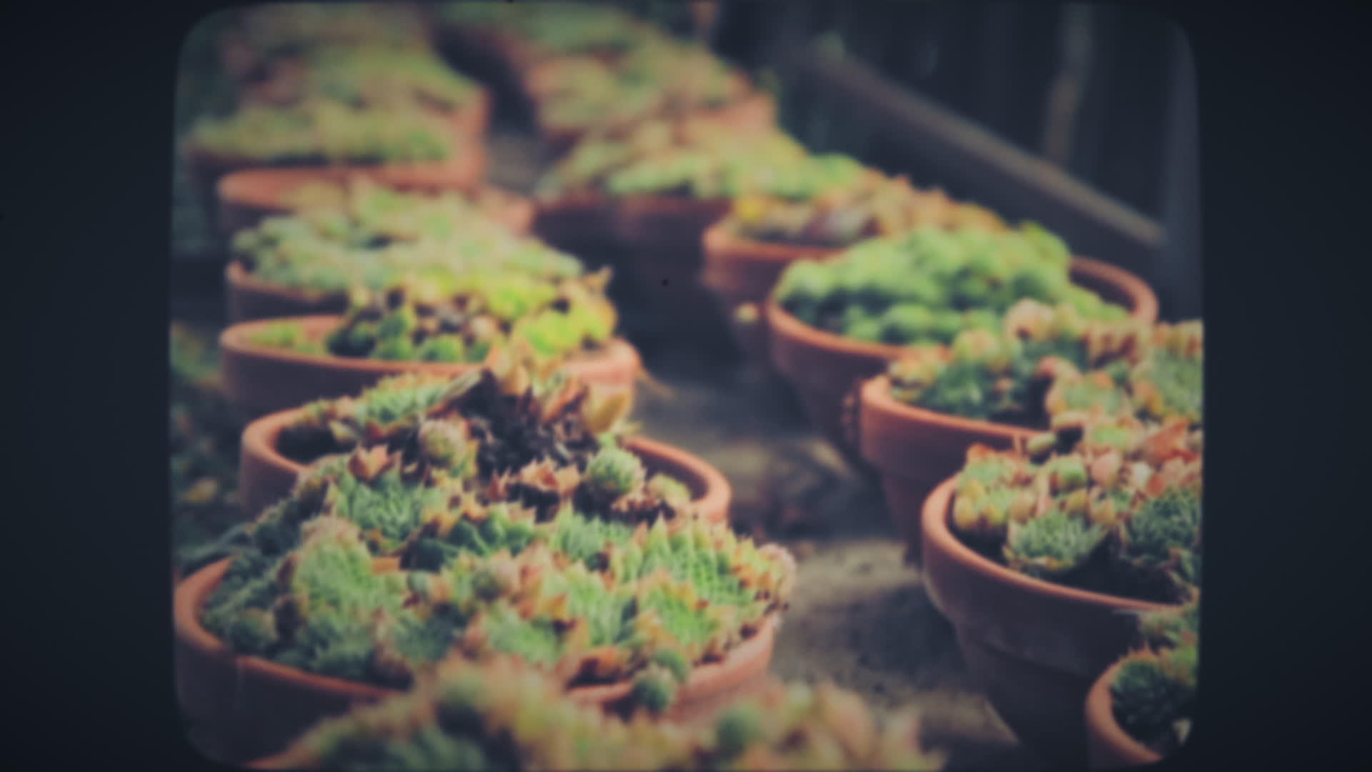 花园里的绿色植物视频的预览图