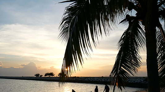 晚上日落时阳光照耀着海滩上的椰子棕榈叶视频的预览图