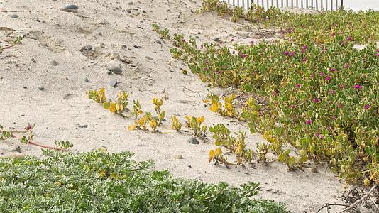 美国加州海岸太平洋海滩上的爬山虎植物视频的预览图