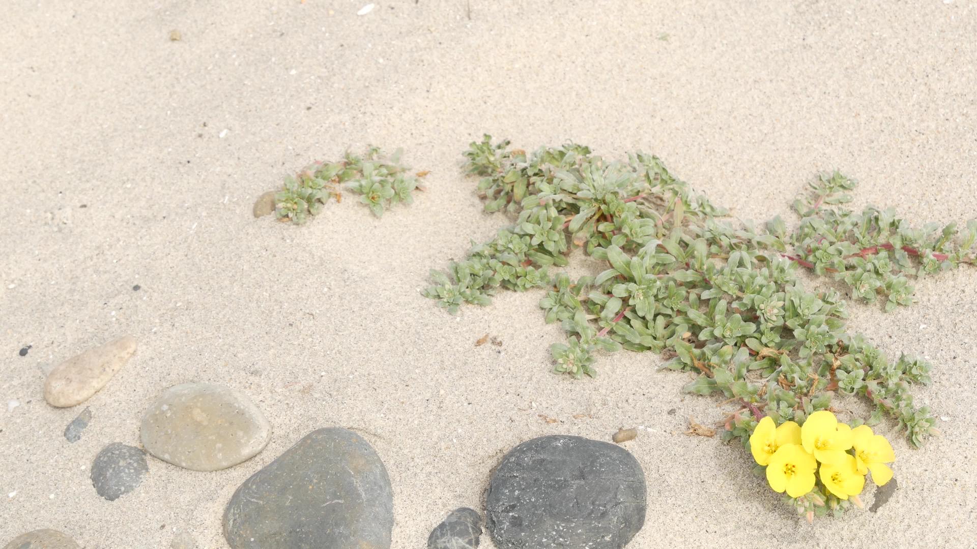 美国加州海岸太平洋海滩上的爬山虎植物视频的预览图