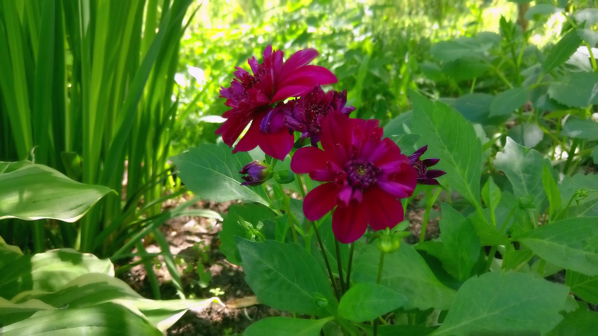 Dahlias夏天花园里的红花在晴朗的一天视频的预览图