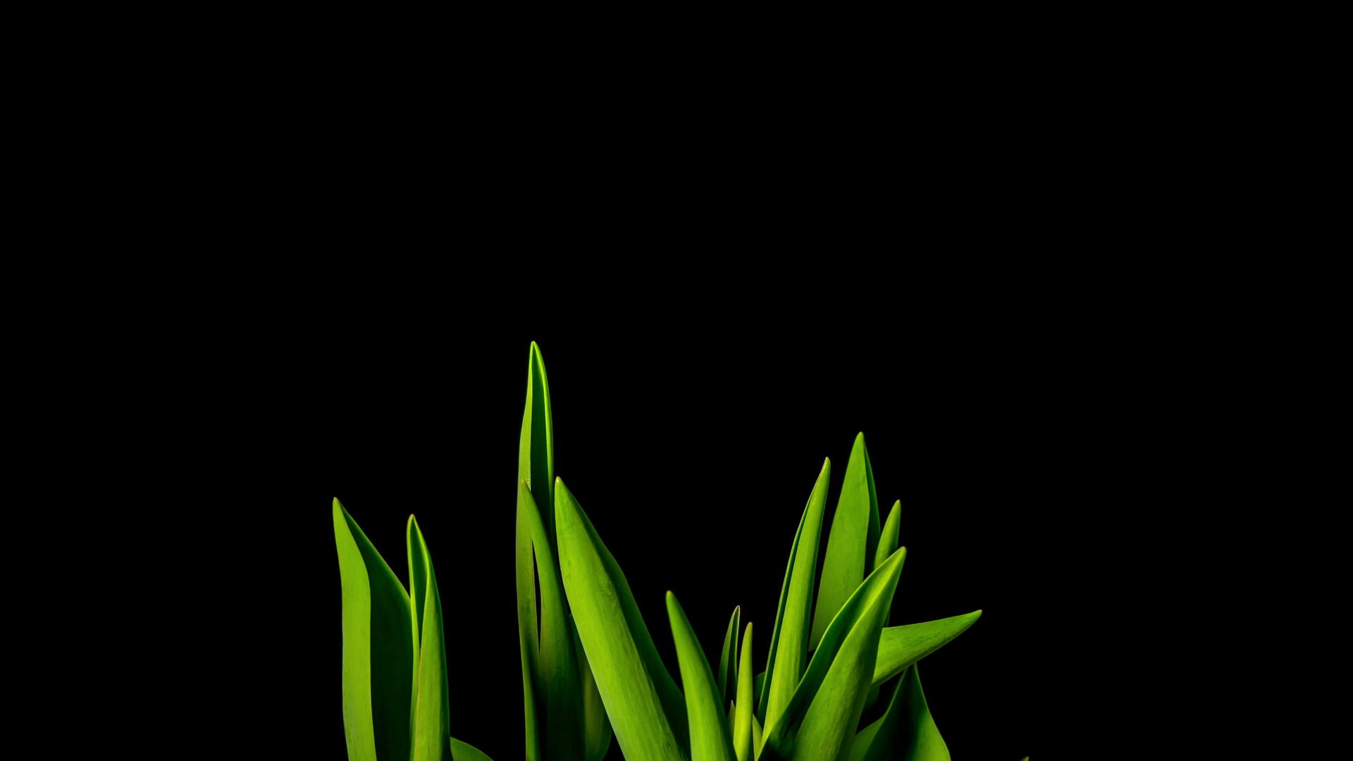 折叠郁金香的生长和开花时间视频的预览图