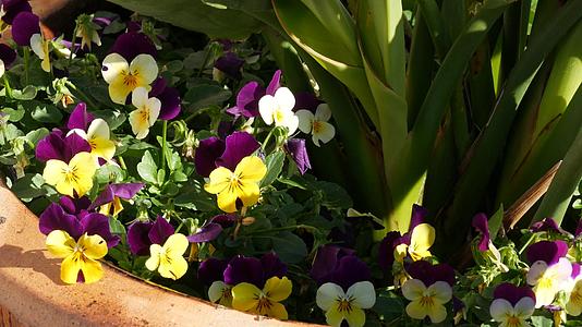 装饰植物、花卉、多汁植物、花卉和果园颜色视频的预览图