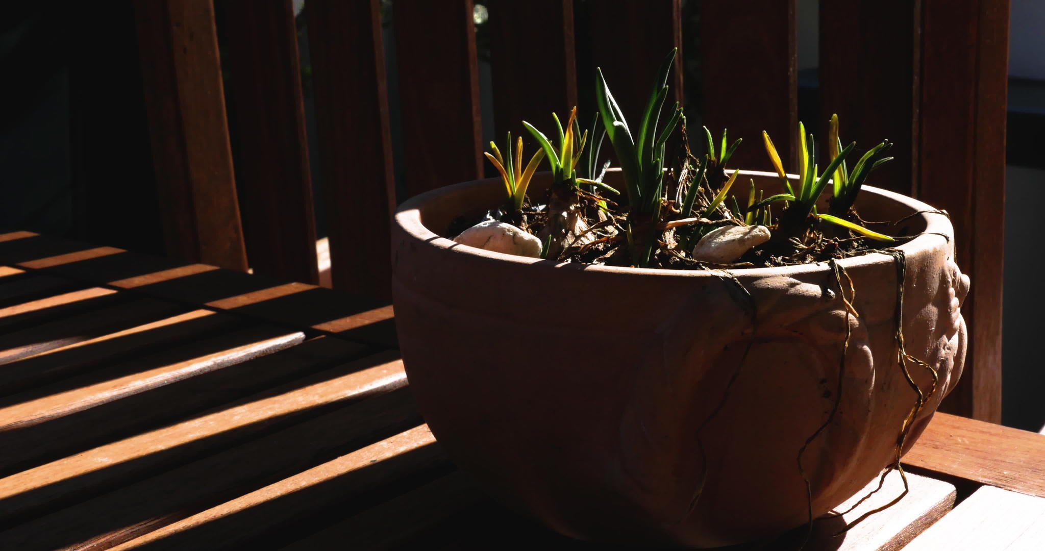 随着时间的推移覆盖着陶瓷锅的阴影有植物灯泡视频的预览图