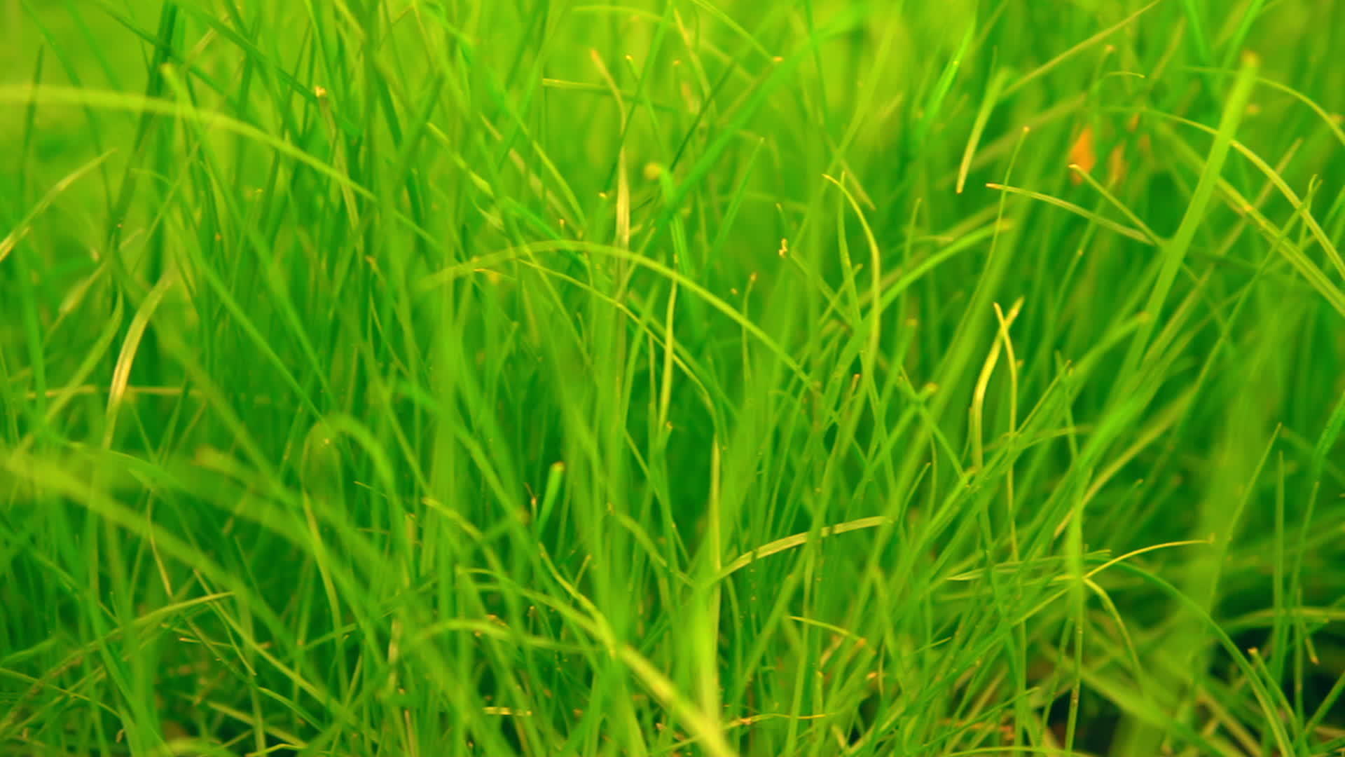 绿色多汁的草视频的预览图