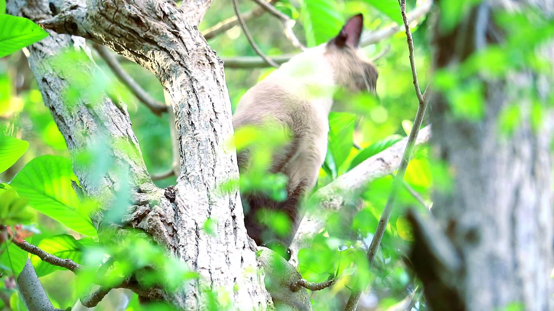 猫爬树抓松鼠但他们不能从树上爬下来所以他们独自坐着等着然后视频的预览图