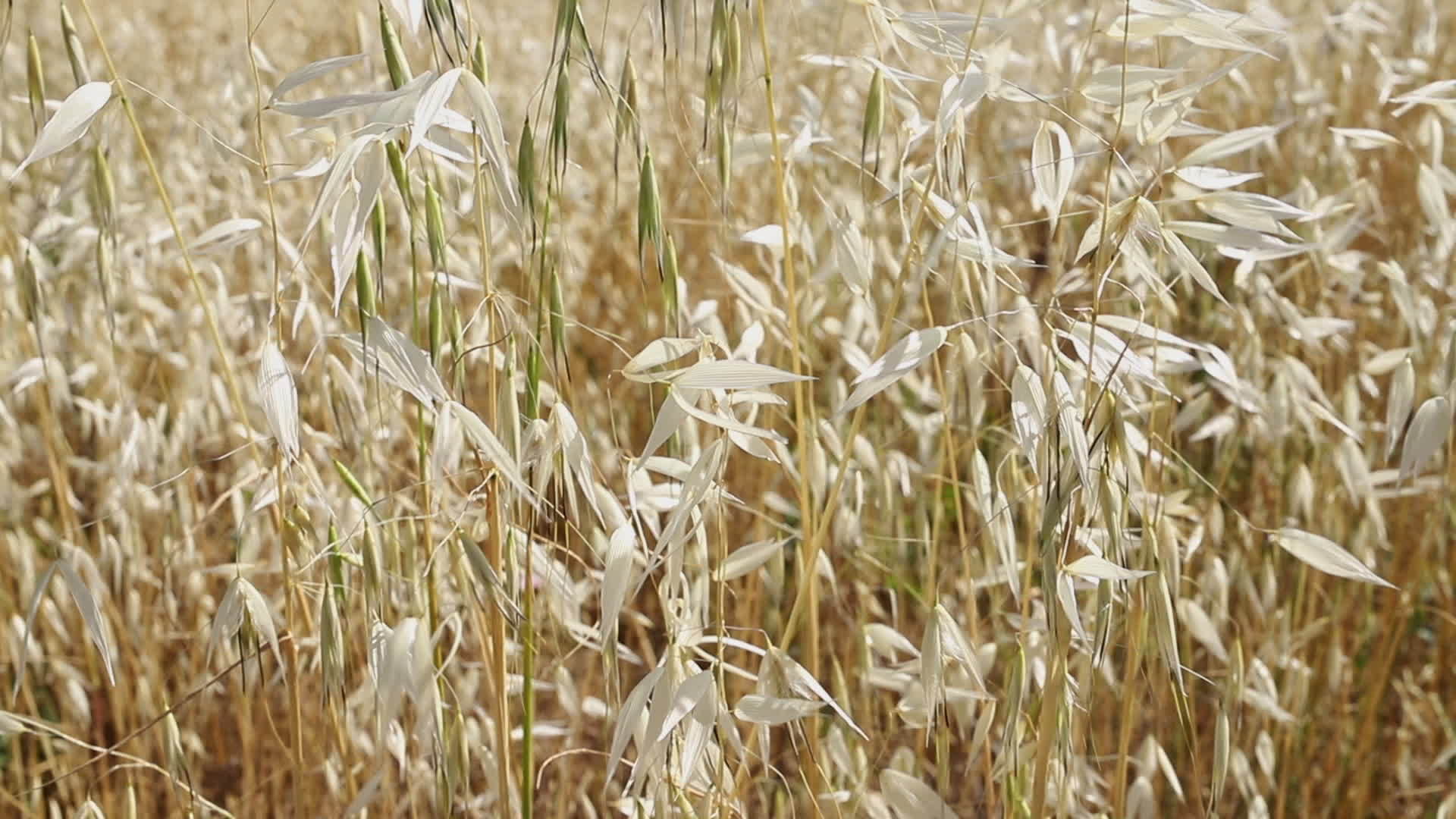 野燕麦植物视频的预览图