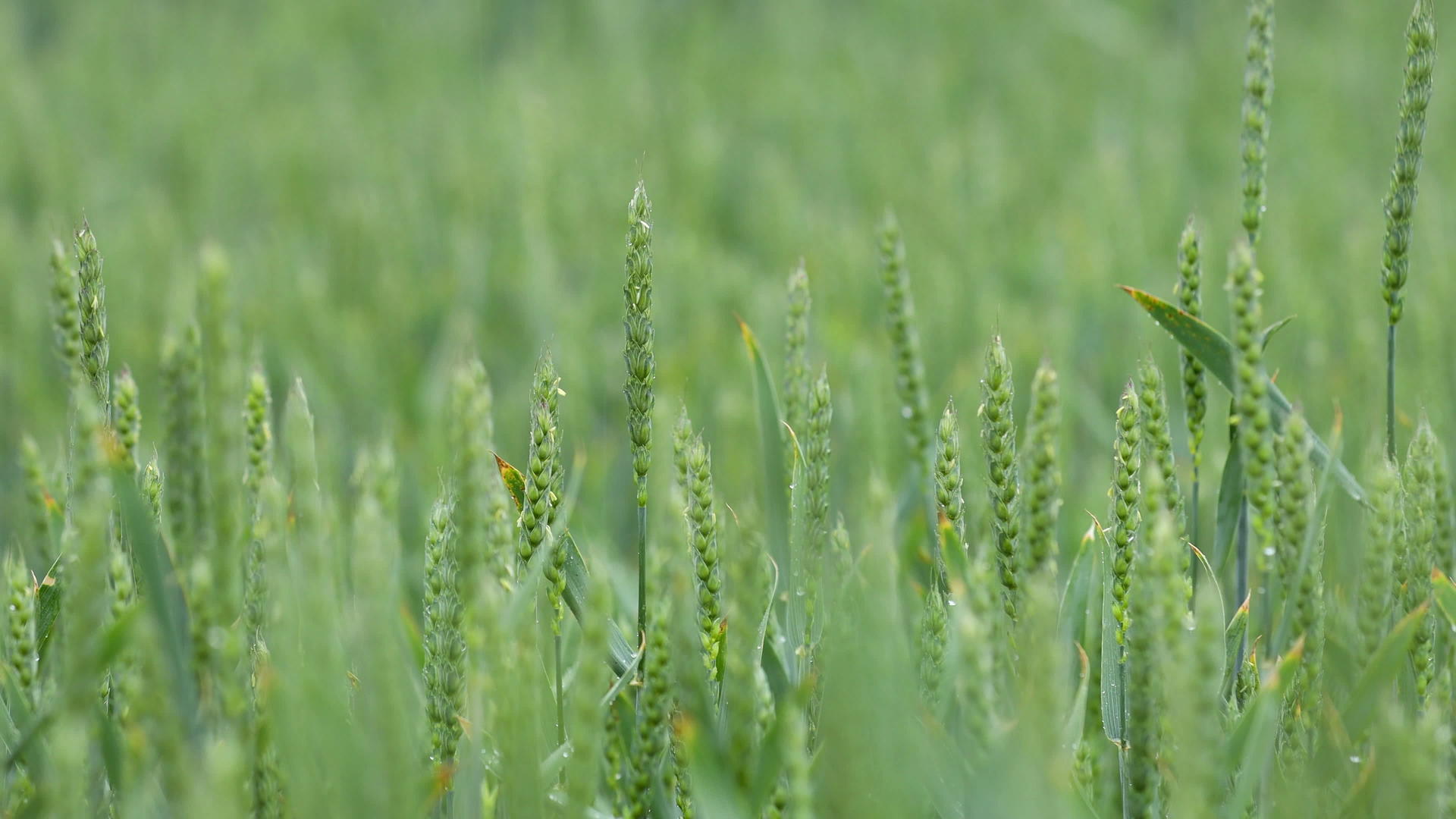绿色小麦田上的风雨关闭了绿色小麦种子视频的预览图