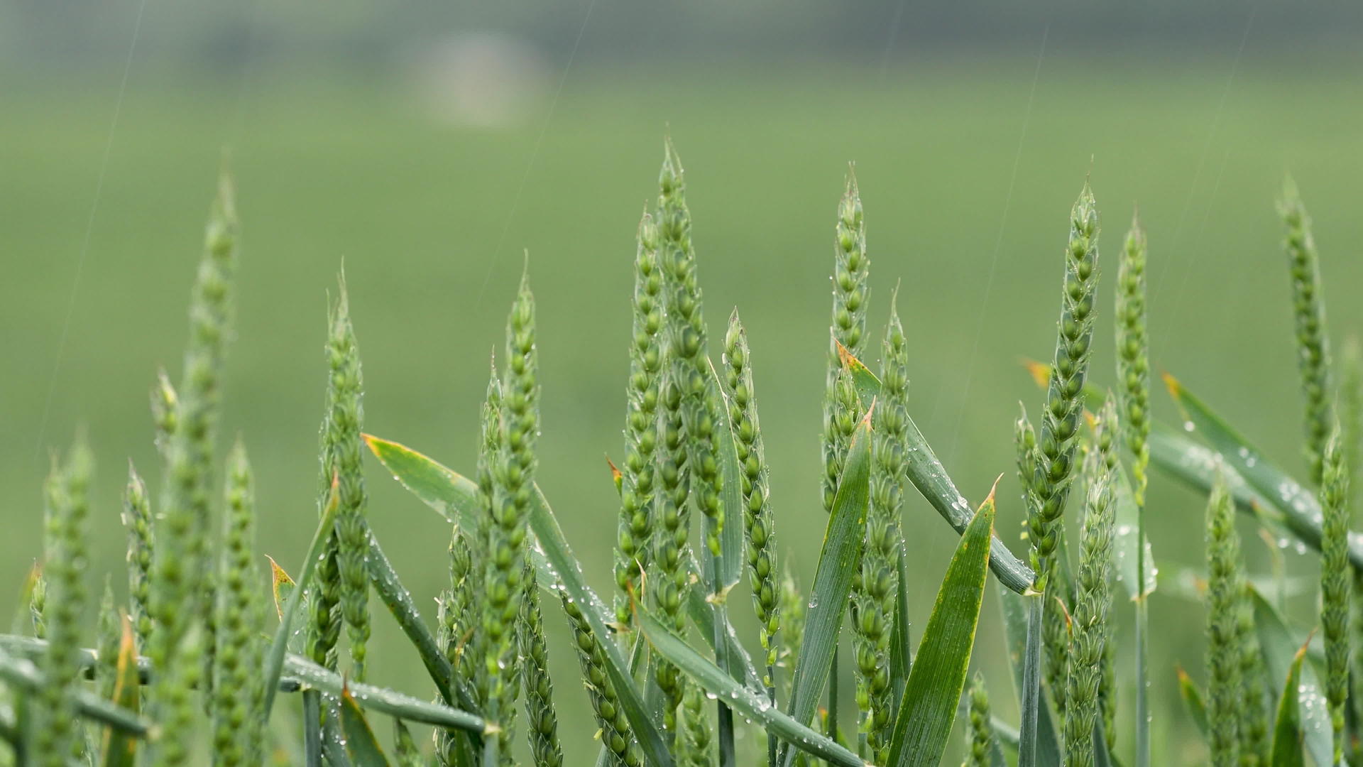 田里下了一场大雨关上了绿色的小麦菌视频的预览图