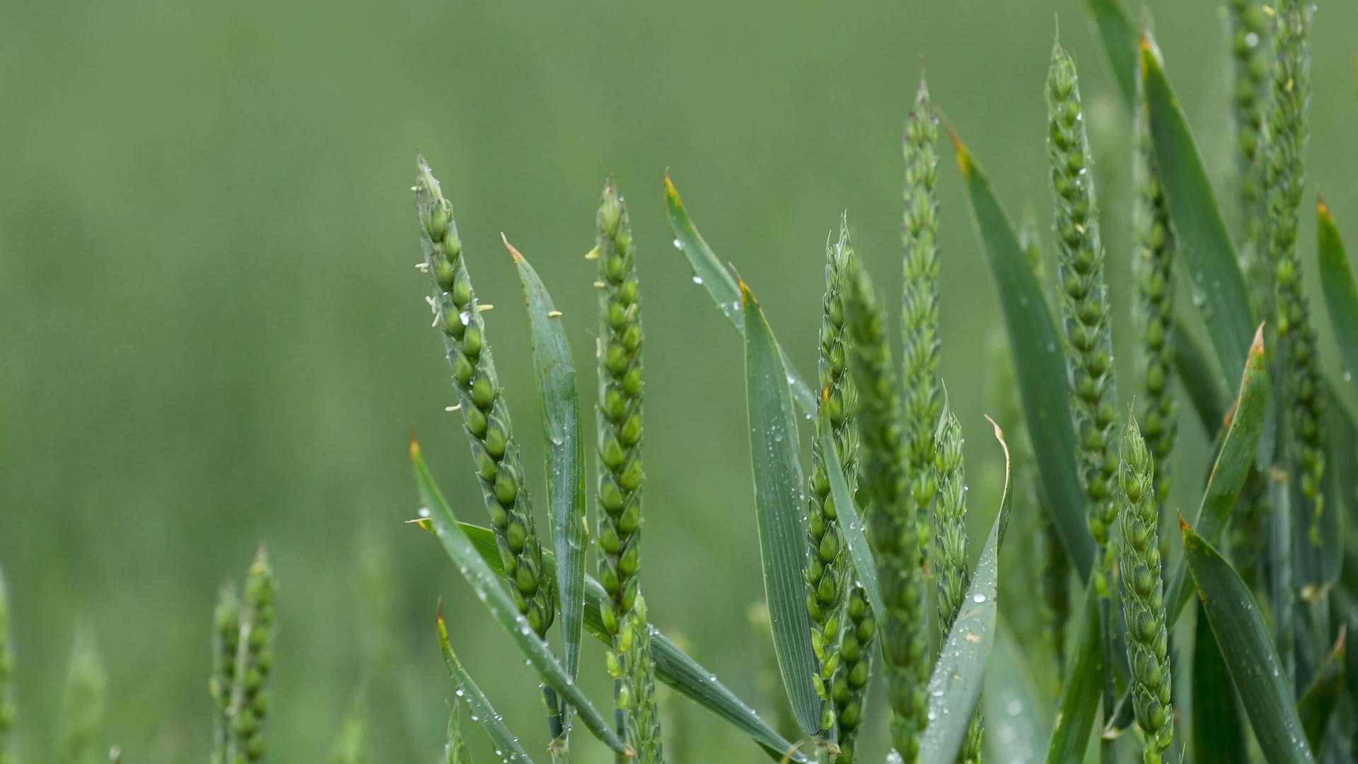地上大雨绿小麦种子的全景视频的预览图