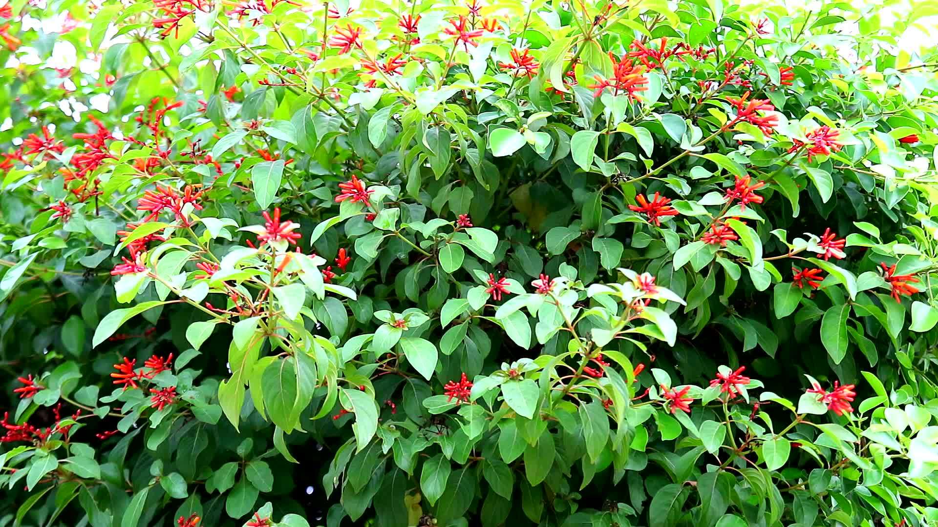 花园里盛开的红花视频的预览图