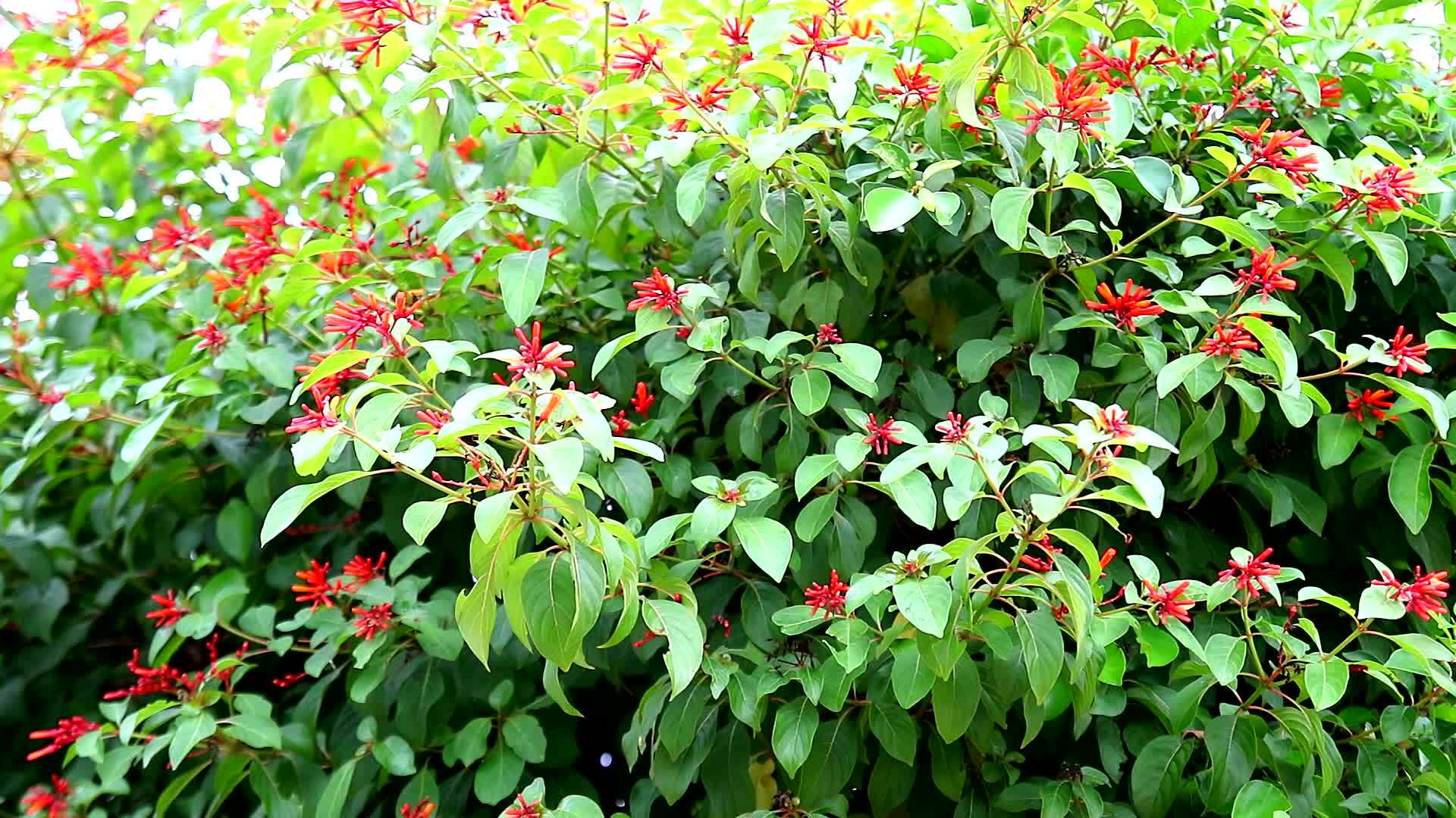 在花园里开花的红色花朵视频的预览图
