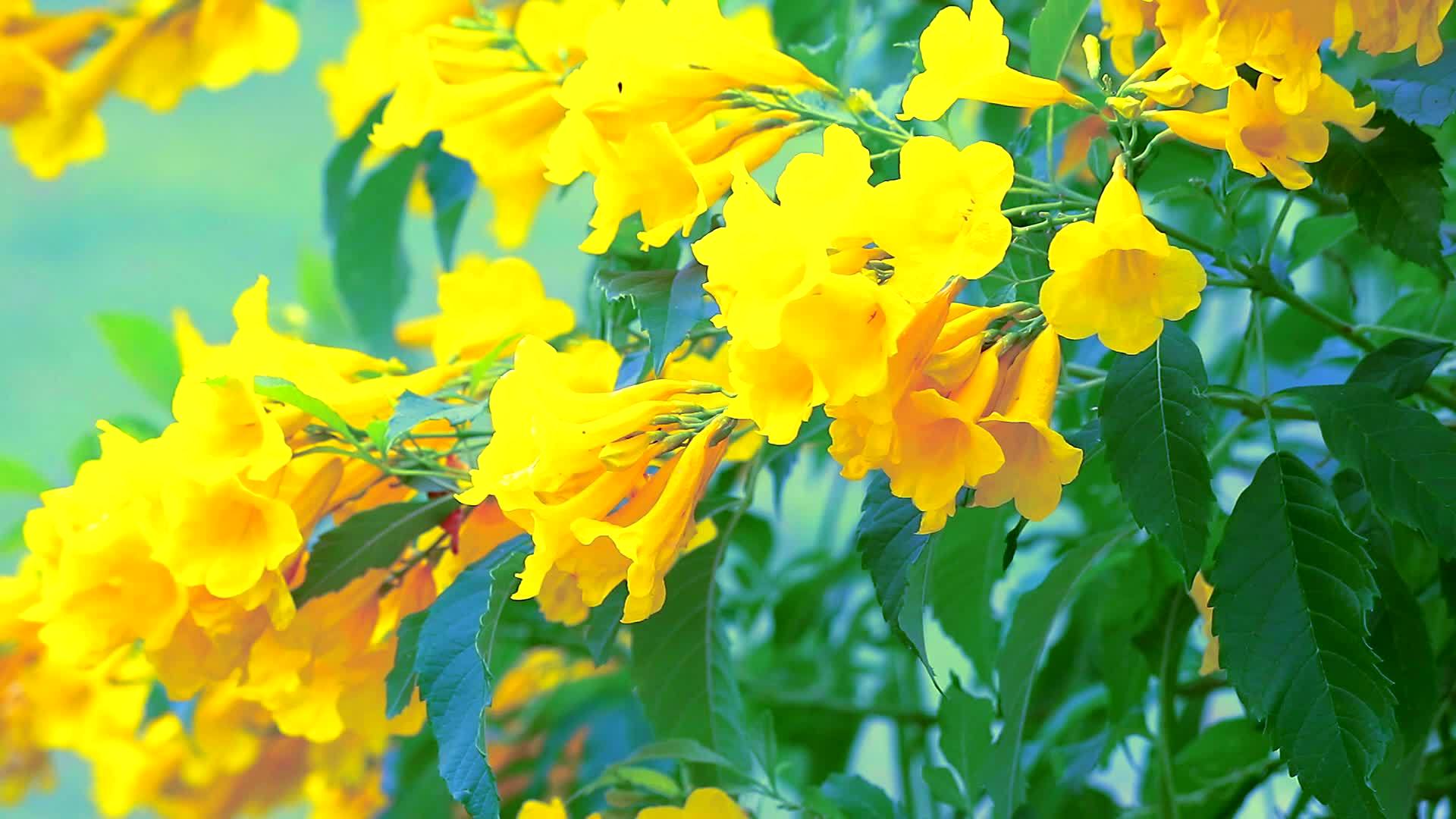 银喇叭树金树巴拉圭银喇叭树黄花盛开在公园1视频的预览图