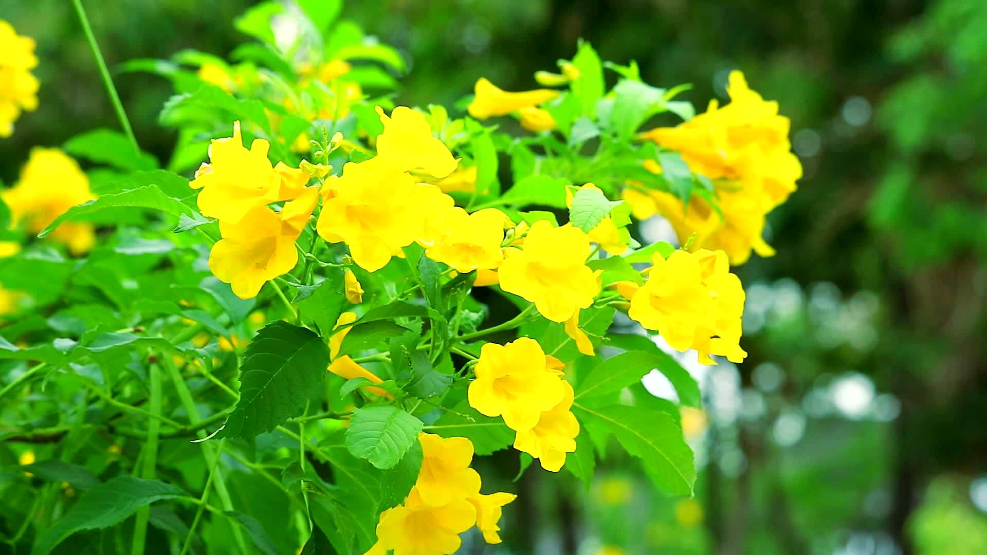 银喇叭树金树巴拉圭银喇叭树黄花盛开在公园2视频的预览图
