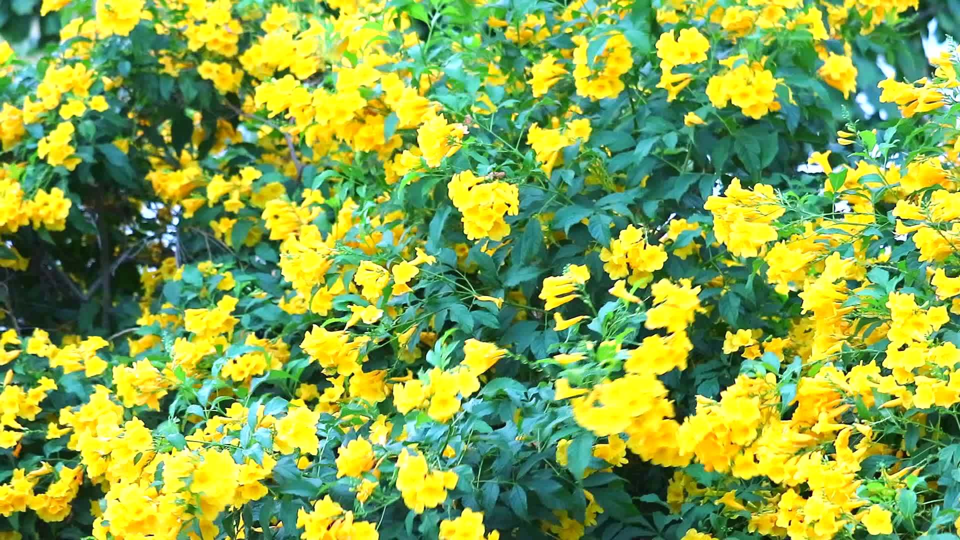 银角树黄花开花视频的预览图
